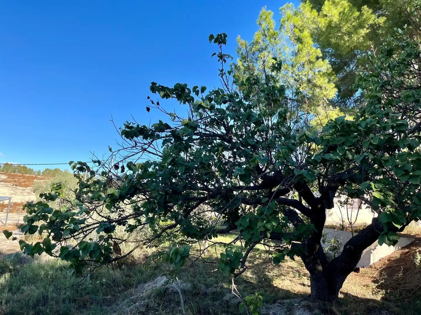 Casa o chalet en venta en Cieza con Calefacción, Jardín privado y Trastero