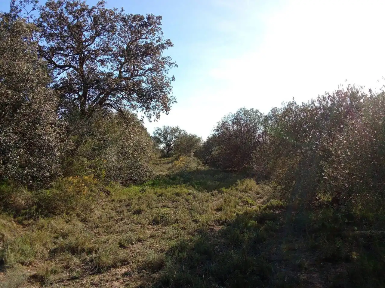 Terreno en venta en Alfántega