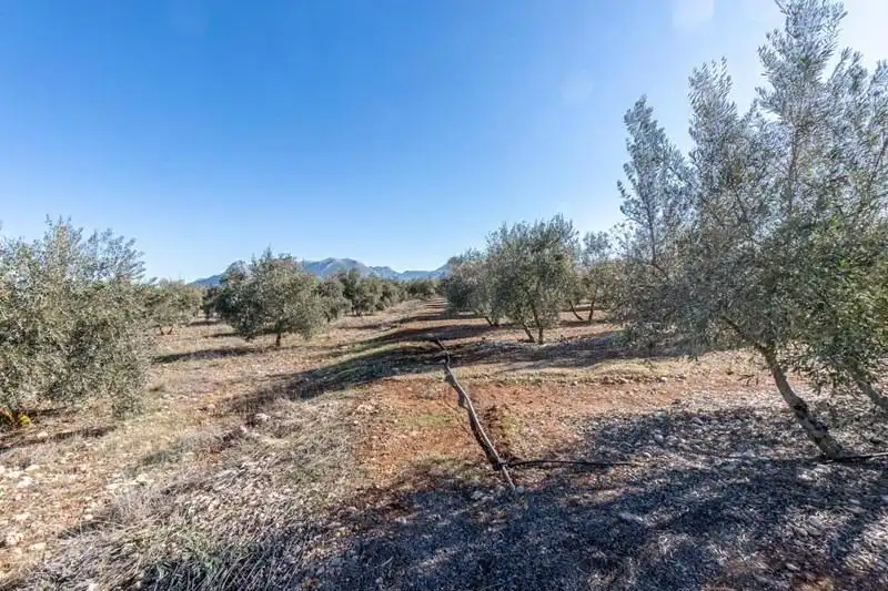 Terreni e lotti in vendita a PAGO CORTIJO DE LAS MONJAS POLIGONO 1 PARCELA 193, imagen 11