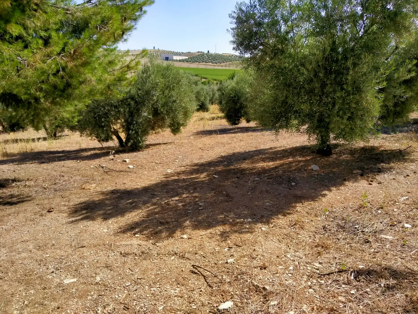 Rural land for sale in Calle Medina del Campo, imagen 3