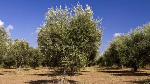 ARRIENDO VARIAS FINCAS REGADIO