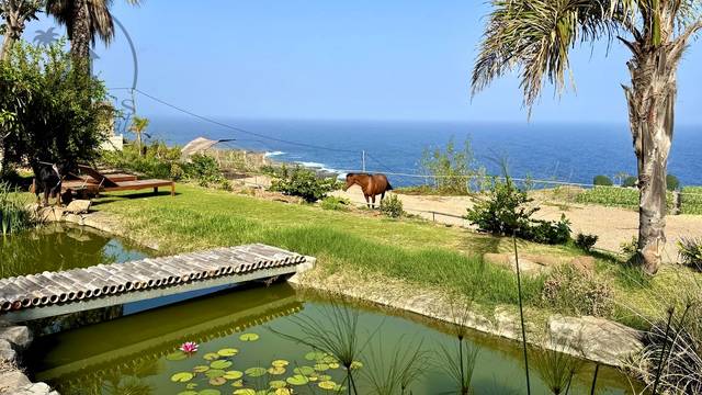 Finca rústica en Venta en San Antonio en Buenavista del Norte