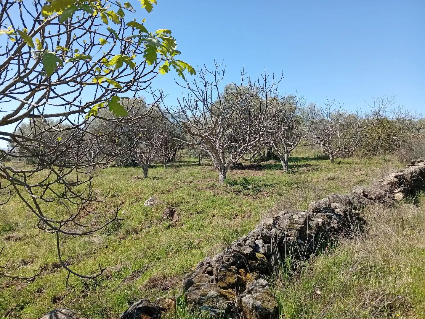 Terreni e lotti in vendita a Valverde de la Vera, imagen 3