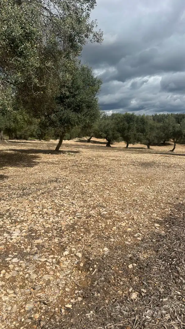 Terrain rustique à vendre à Sant Mateu, imagen 2