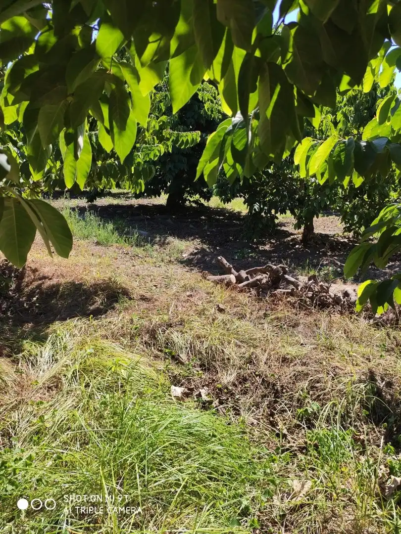 Finca rústica en venda en Almuñécar amb Jardí privat