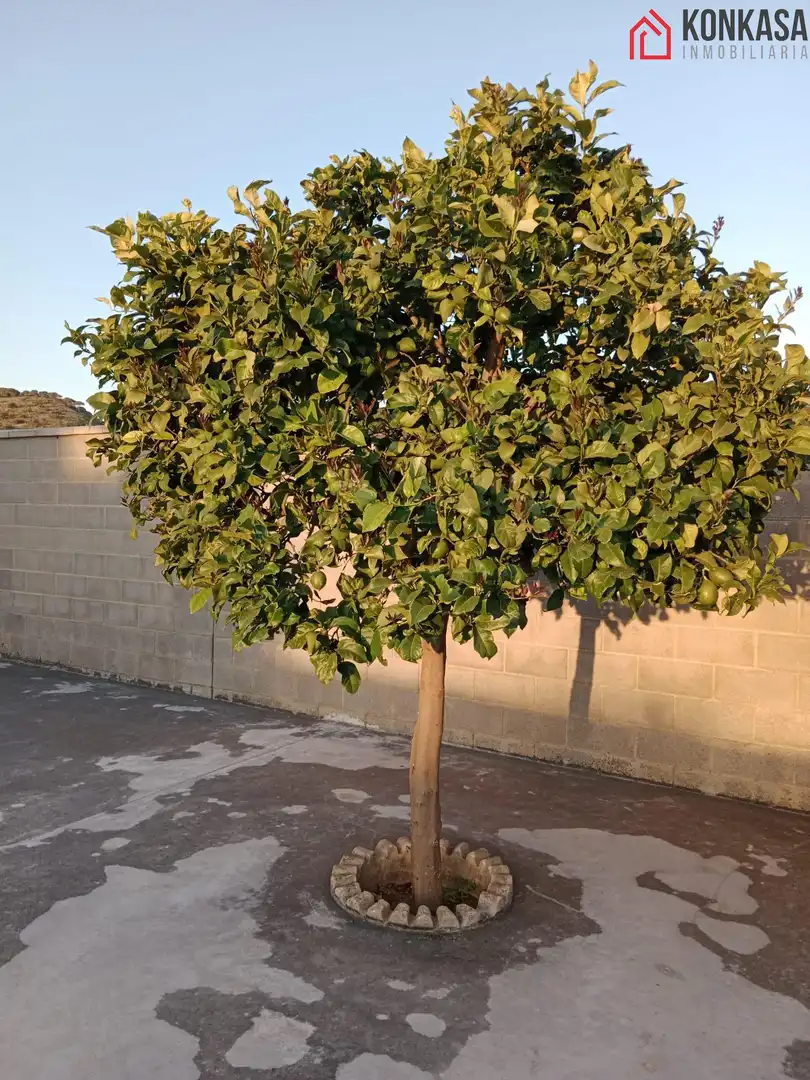 Houses for rent in Arcos de la Frontera