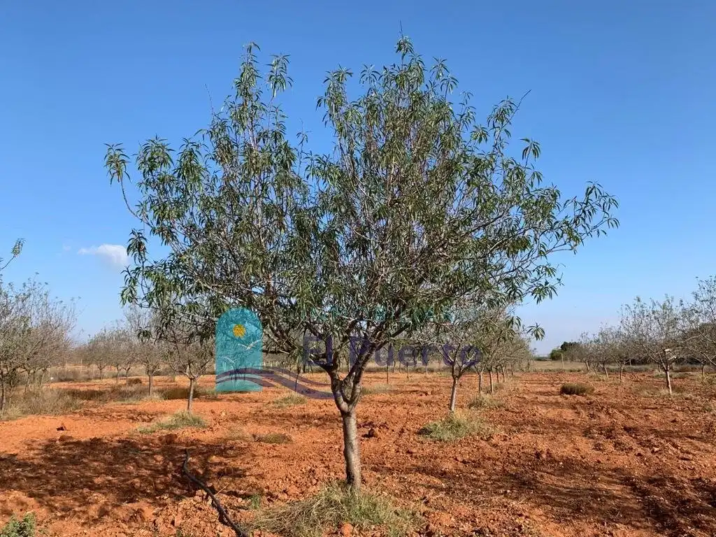 Terreno rústico en venta en Pedanías Oeste, imagen 14