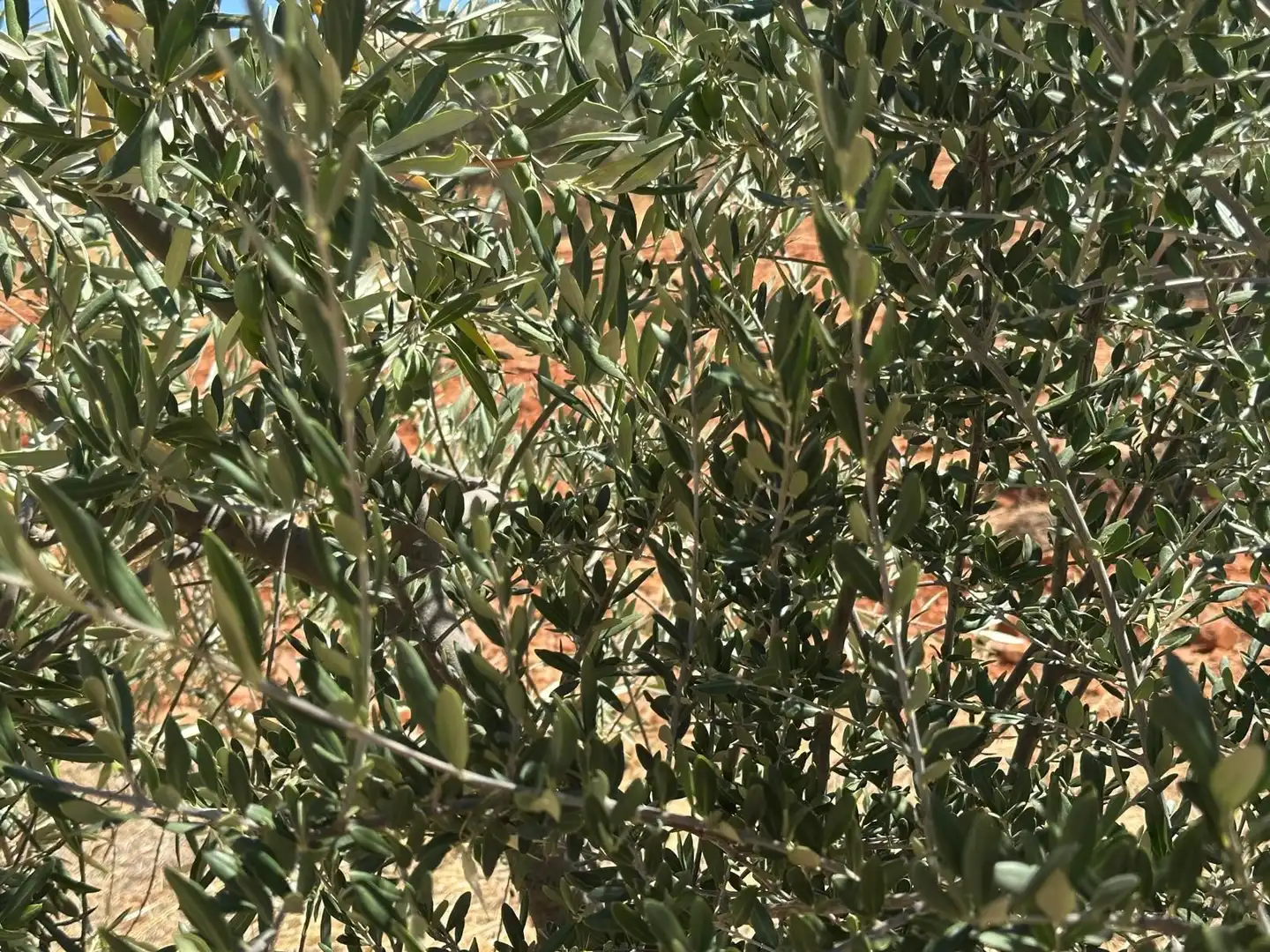 Rural land for sale in Carretera Valdepeñas-Ciudad Real, imagen 53
