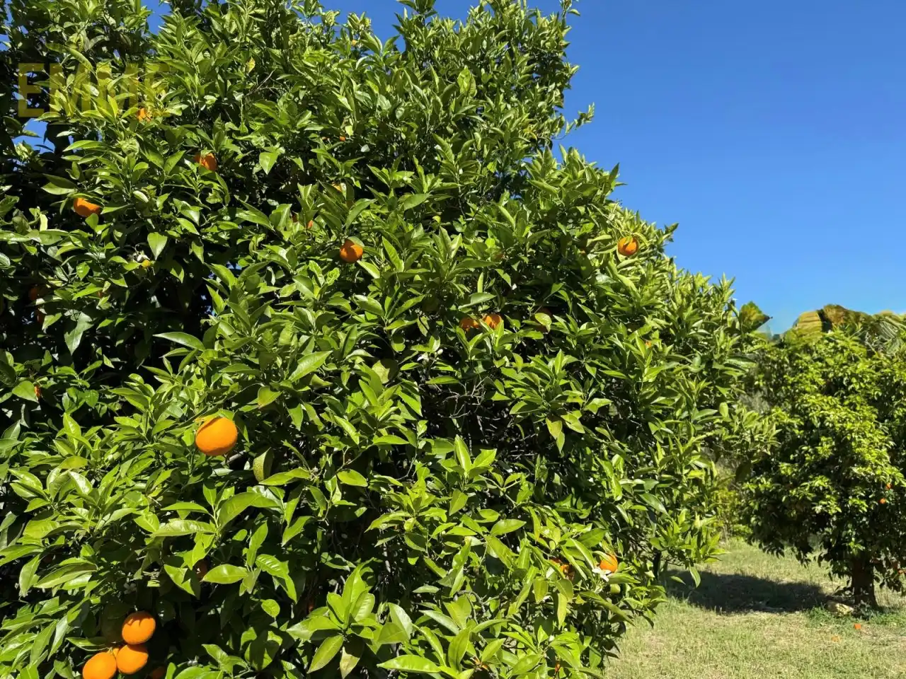 Jardí de Casa o xalet en venda en Jimera de Líbar amb Jardí privat i Terrassa