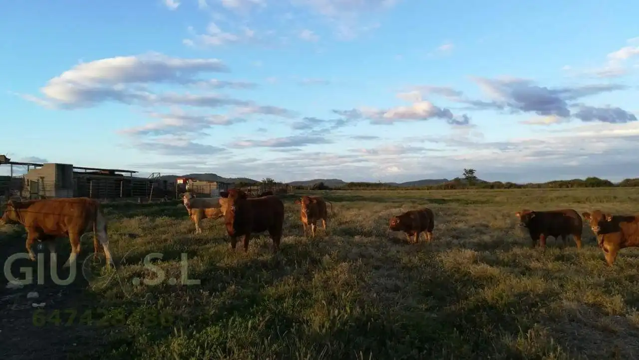 Terreni e lotti in vendita a Valdesalor - Rincón de Ballesteros, imagen 7