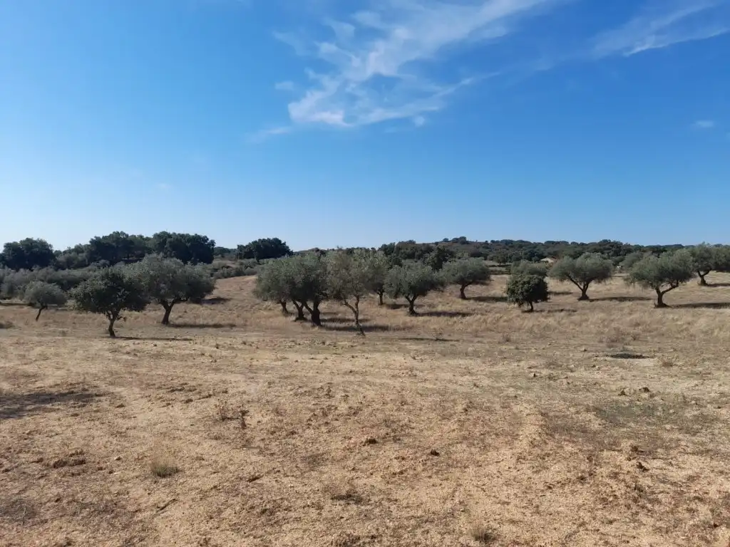 Casa o xalet en venda en San Vicente de Alcántara