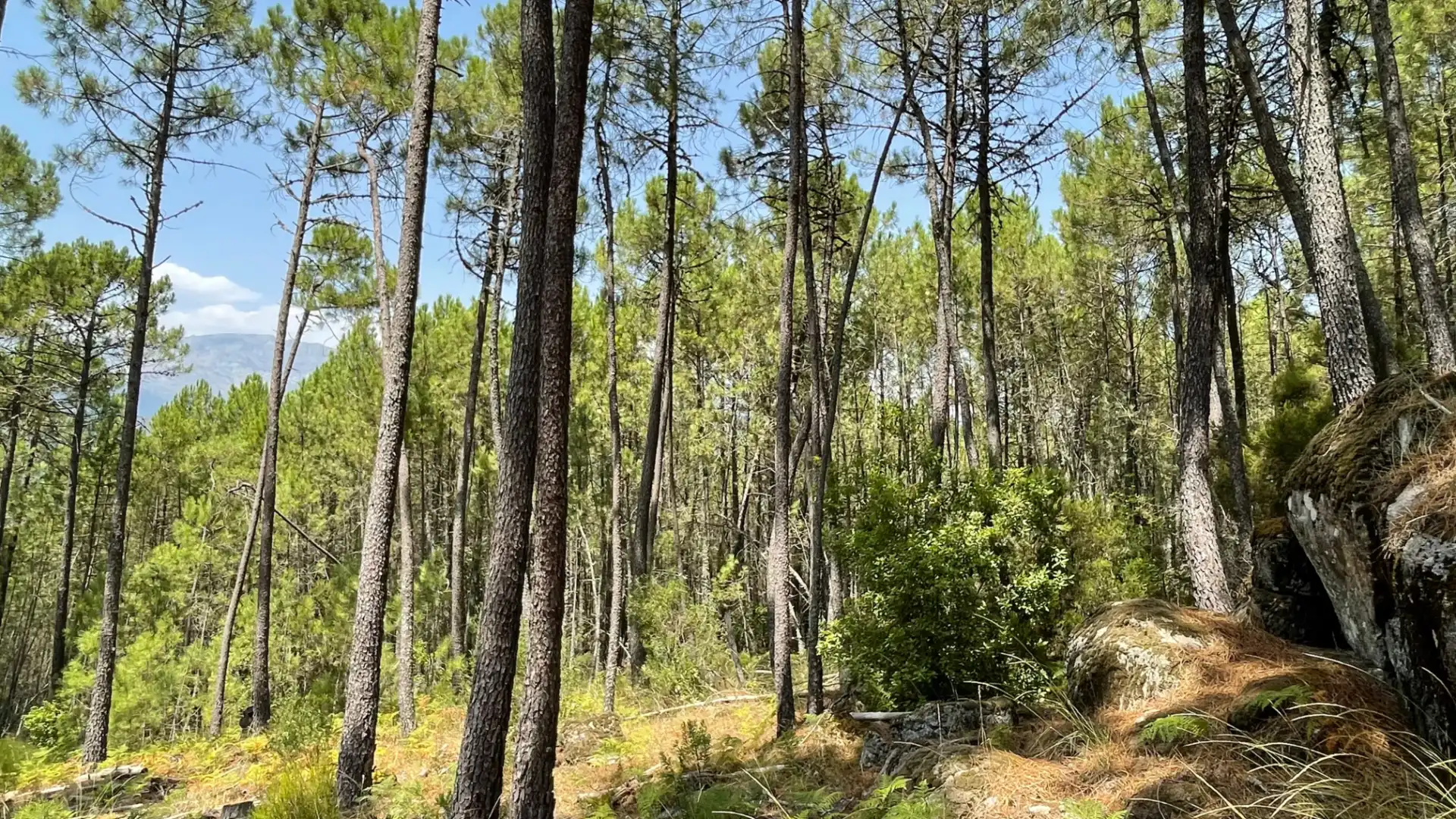 Land for sale in Arenas de San Pedro