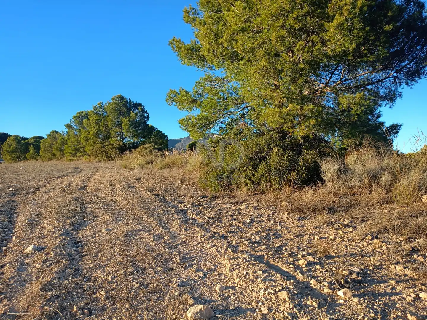 Terreno en venta en Lorca
