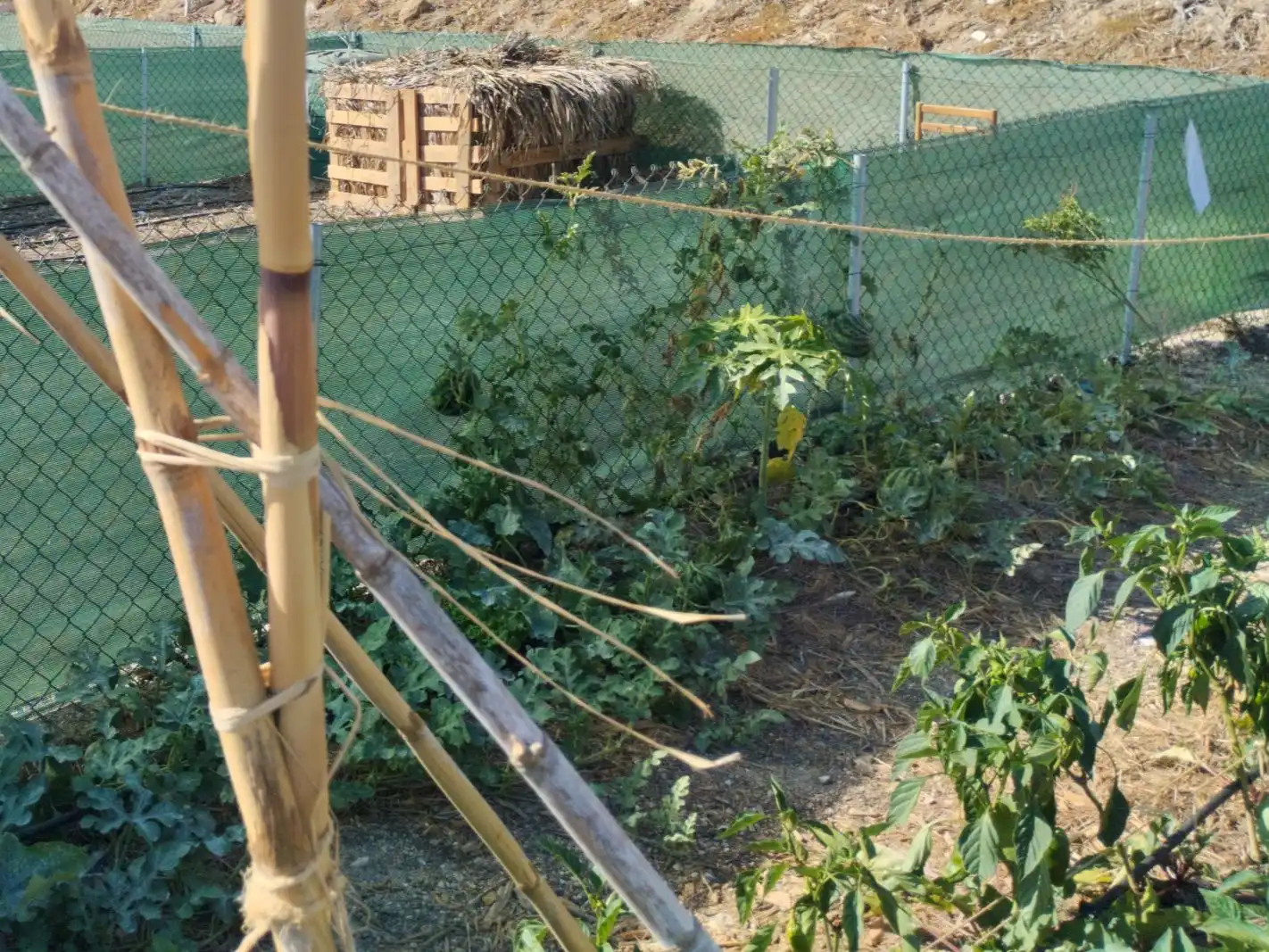 Garten von Grundstücke zur Miete in Candelaria