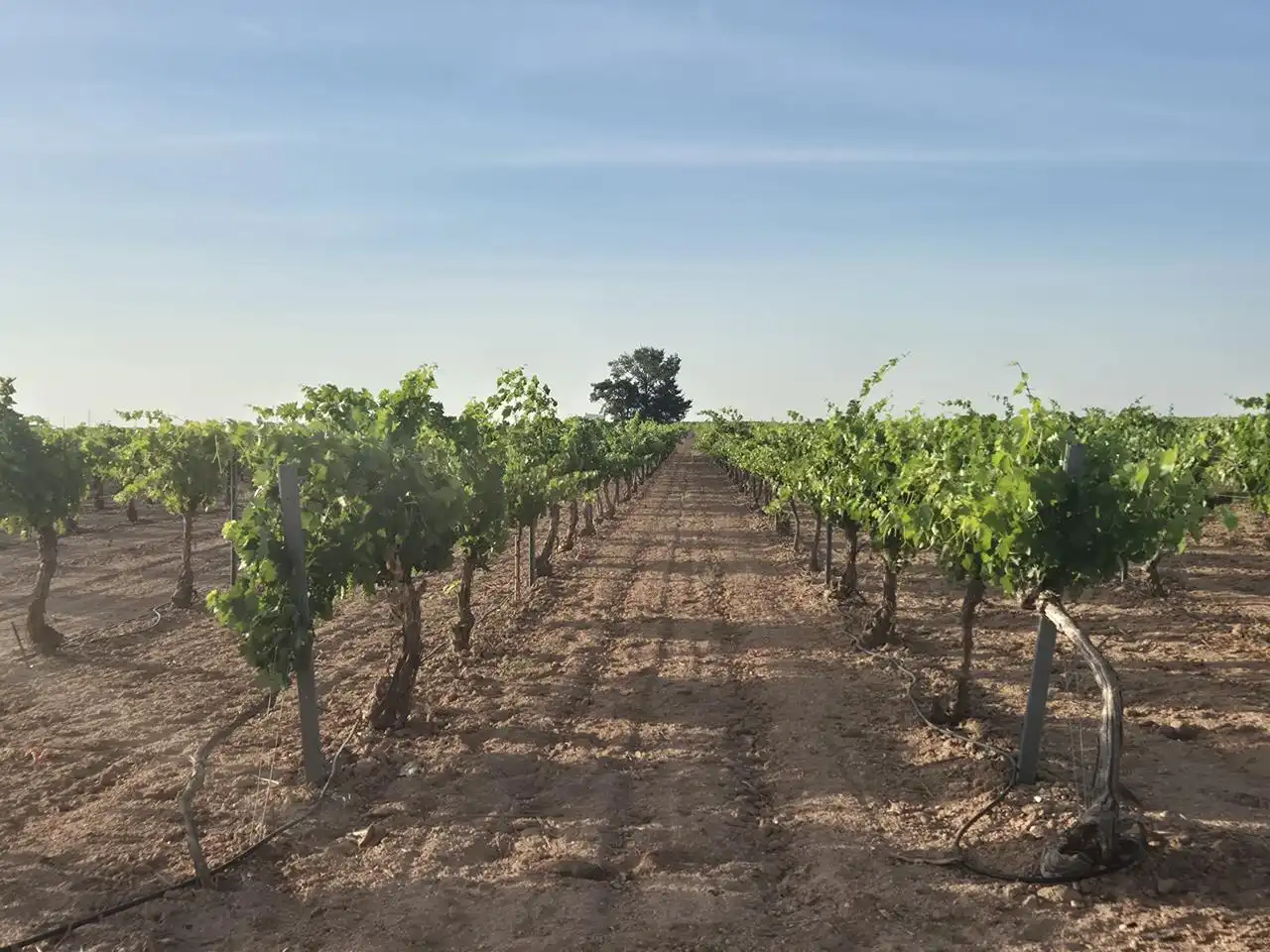 Terreno rustico in vendita a AGRICOLA, imagen 8