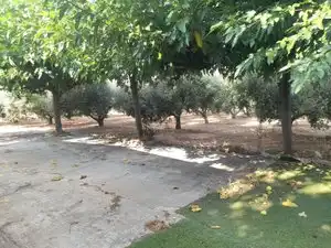 Land for sale in La Masó