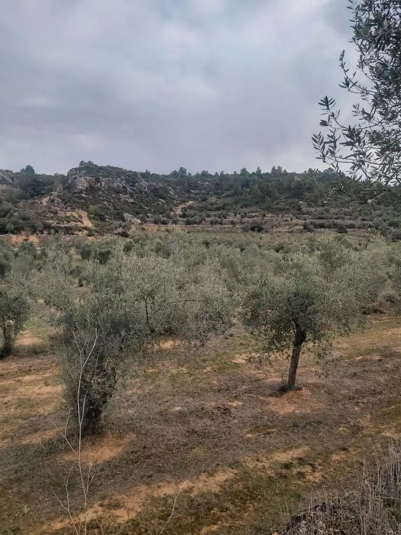 Terreno en venta en L'Albagés