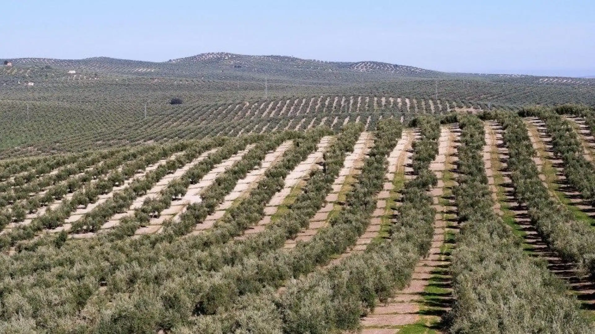 Terreno rustico in vendita a Campo de Criptana, imagen 5