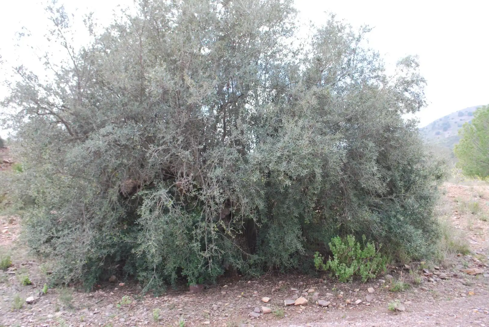 Lands and plots for sale in Diputación de Vizcaino, imagen 58