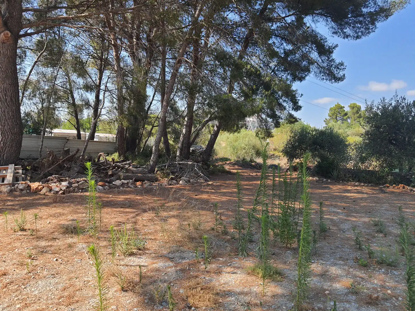 Terreno rústico en venta en Bonmont Terres Noves