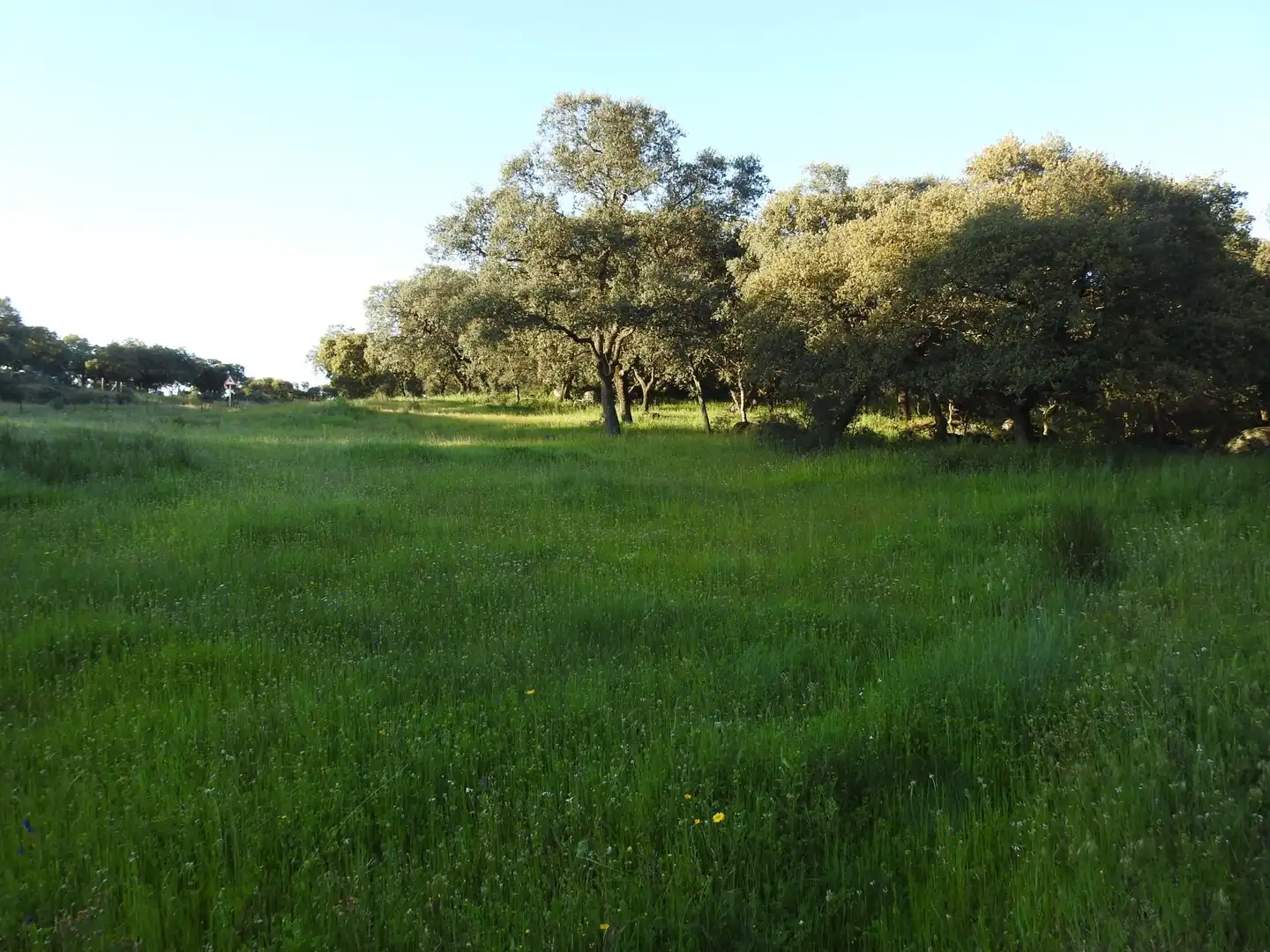 Land for sale in Cervera de los Montes
