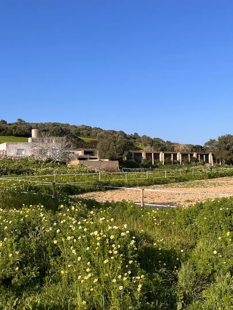 Vista exterior de Terreno en venta en Alaior