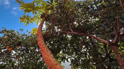 Foto 3 de Casa o chalet en venta en Calle Lomo Guzman, 7, Santa María de Guía de Gran Canaria, Las Palmas