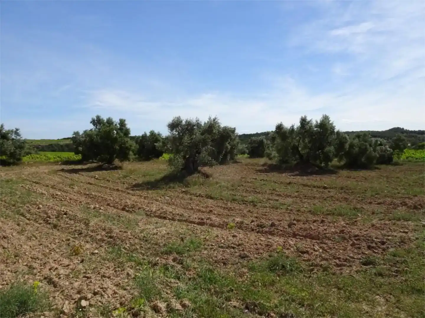 Land for sale in Batea
