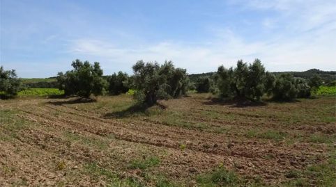 Photo 5 of Land for sale in Carretera de Maella, S/n, Batea, Tarragona