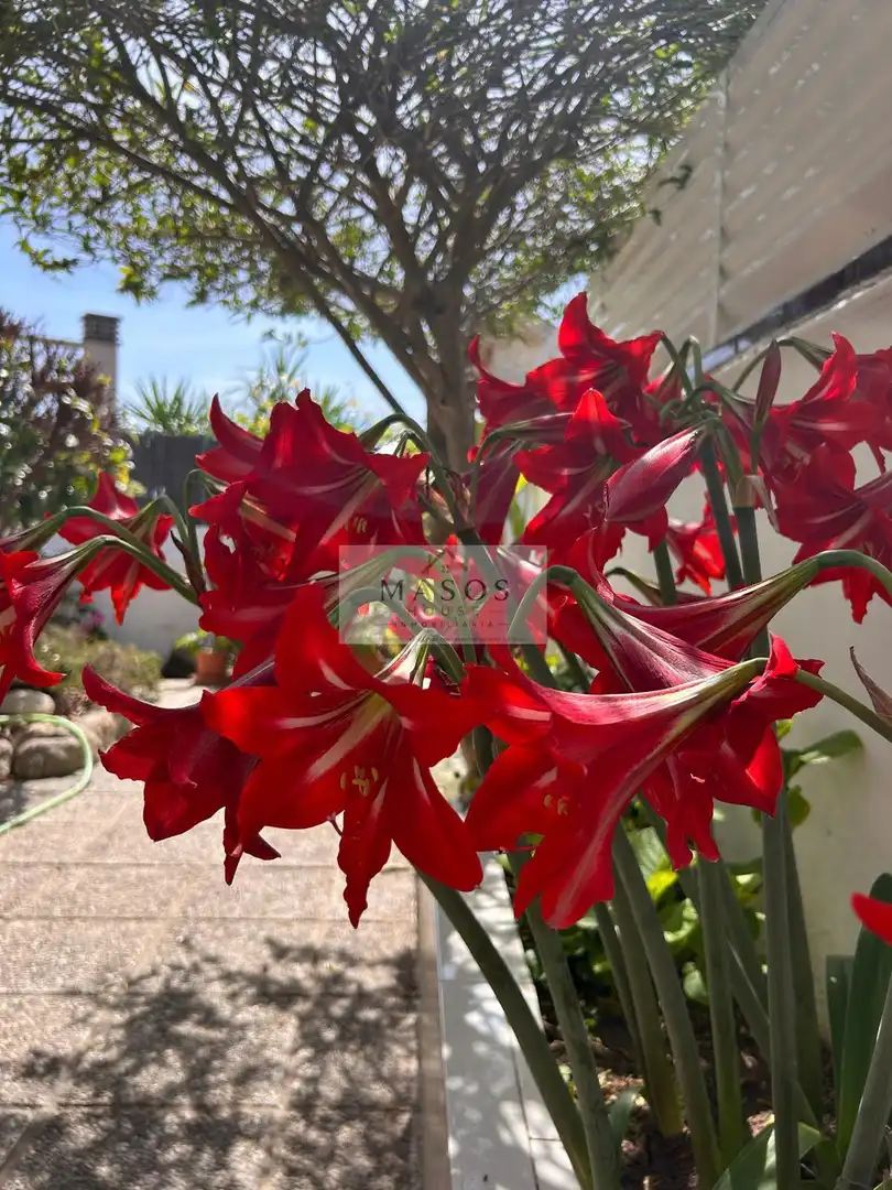 Garden of Houses for sale in Calafell