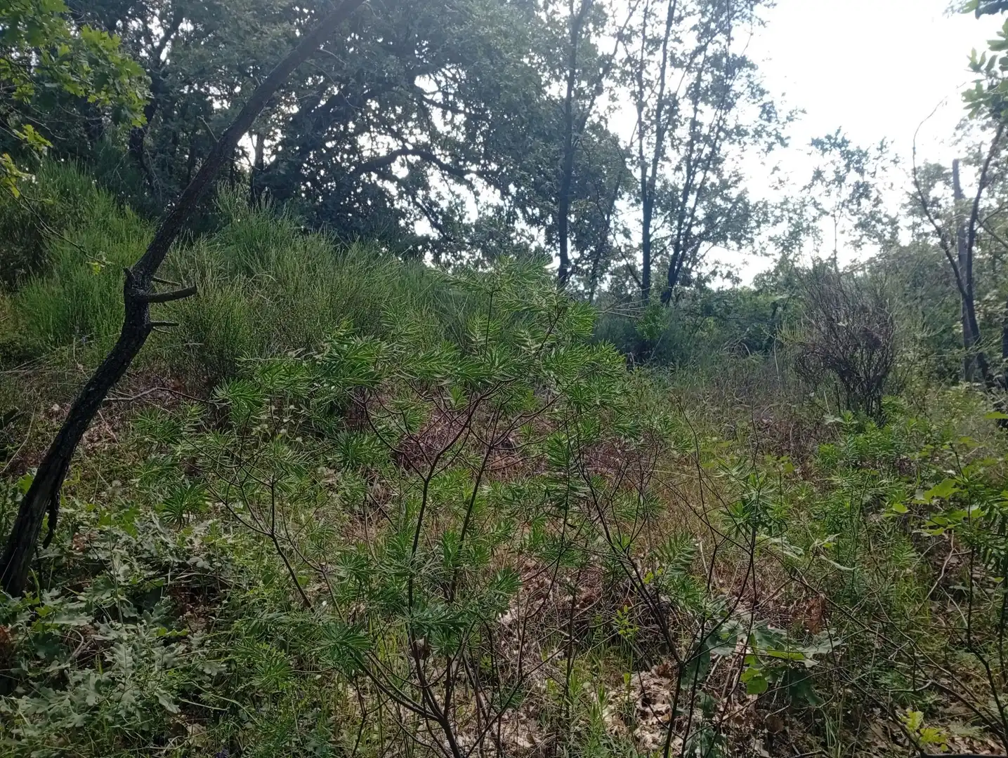 Terreni e lotti in vendita a Losar de la Vera, imagen 27
