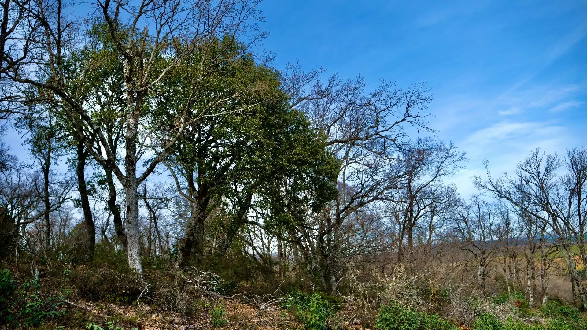 Land for sale in Arbancón