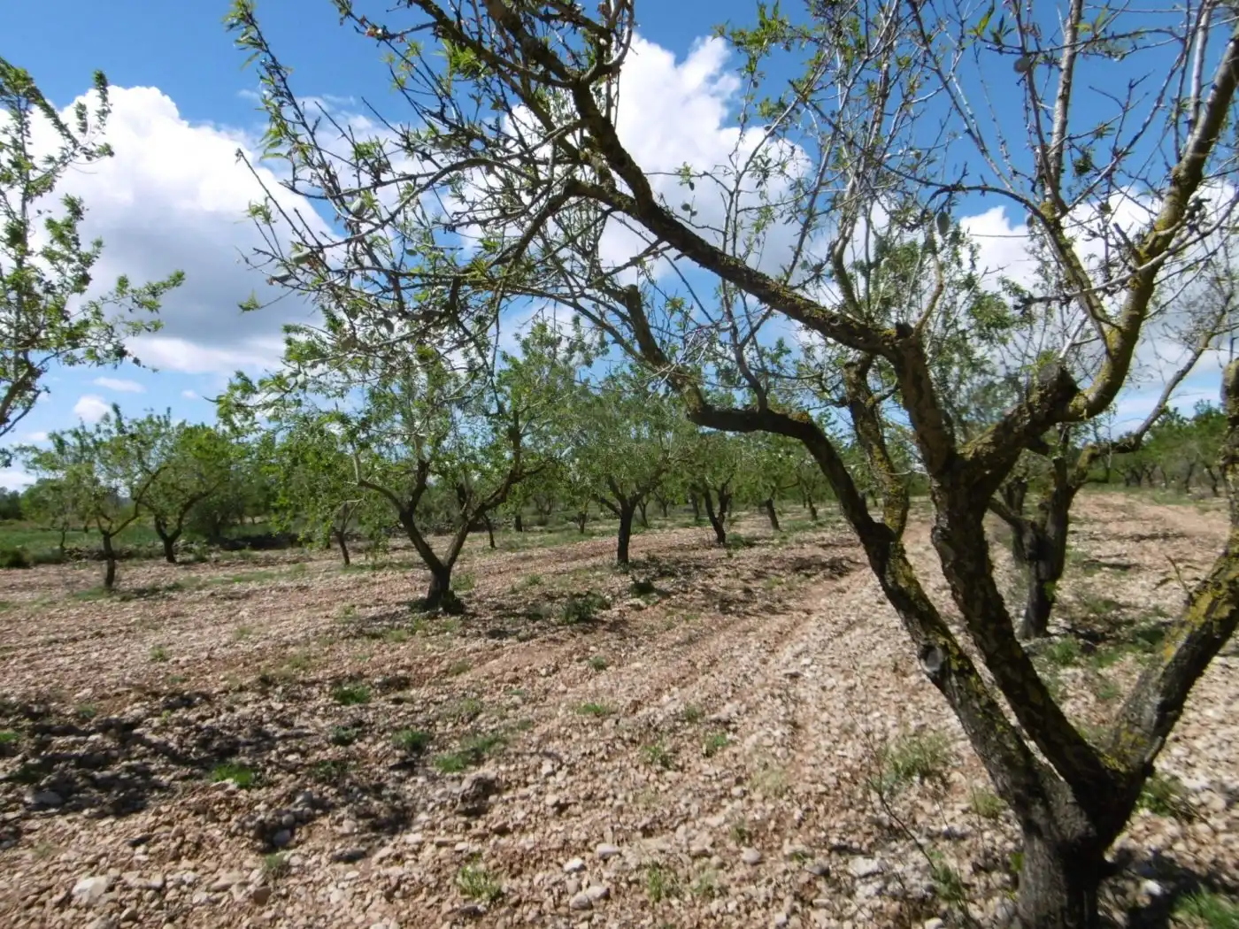 Terreno en venta en PARCELA, Benlloc