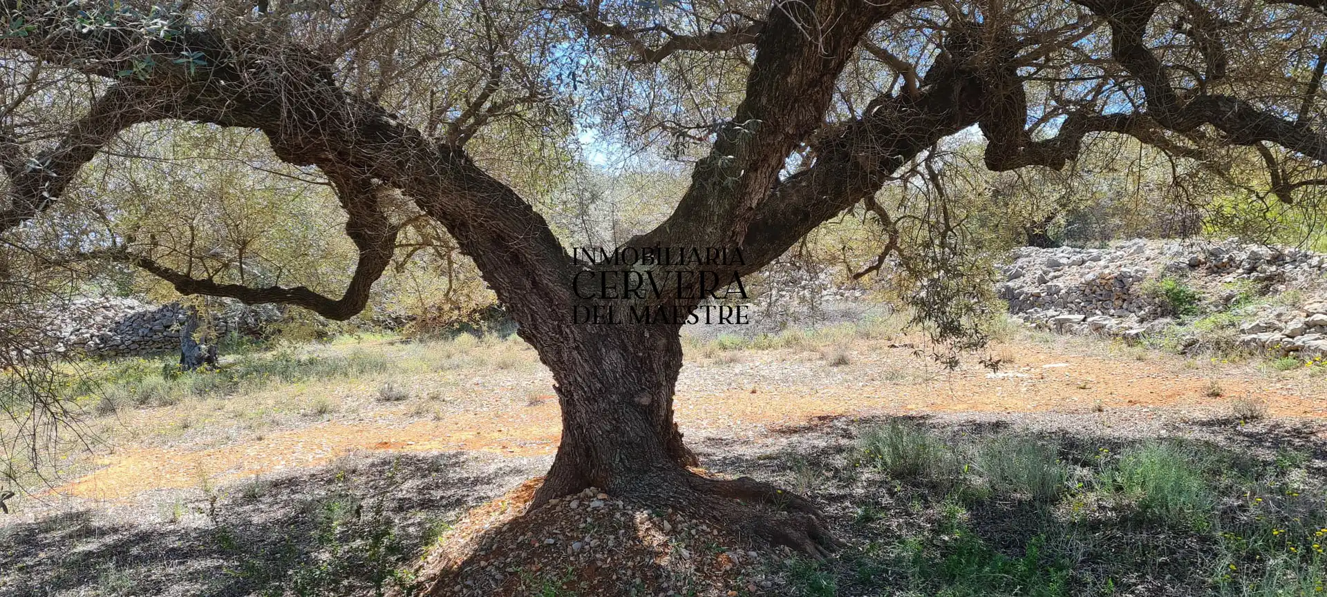 Terreno rustico in vendita a Cervera del Maestre, imagen 8