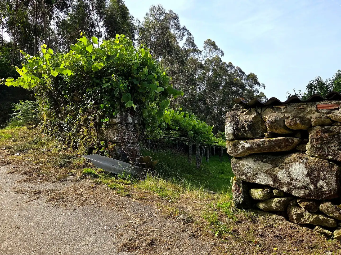 Vista exterior de Finca rústica en venta en Meis con Jardín privado y Terraza