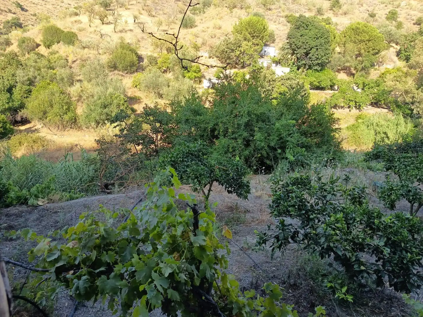 Terrenys i solars en venda a Canillas de Aceituno, imagen 36