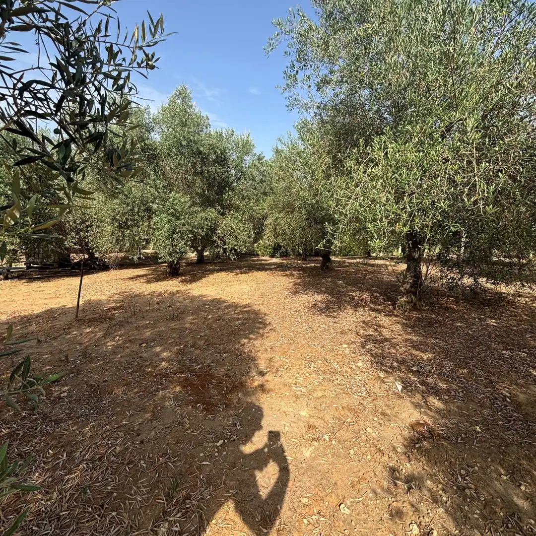 Finca rústica en venda en Almonte