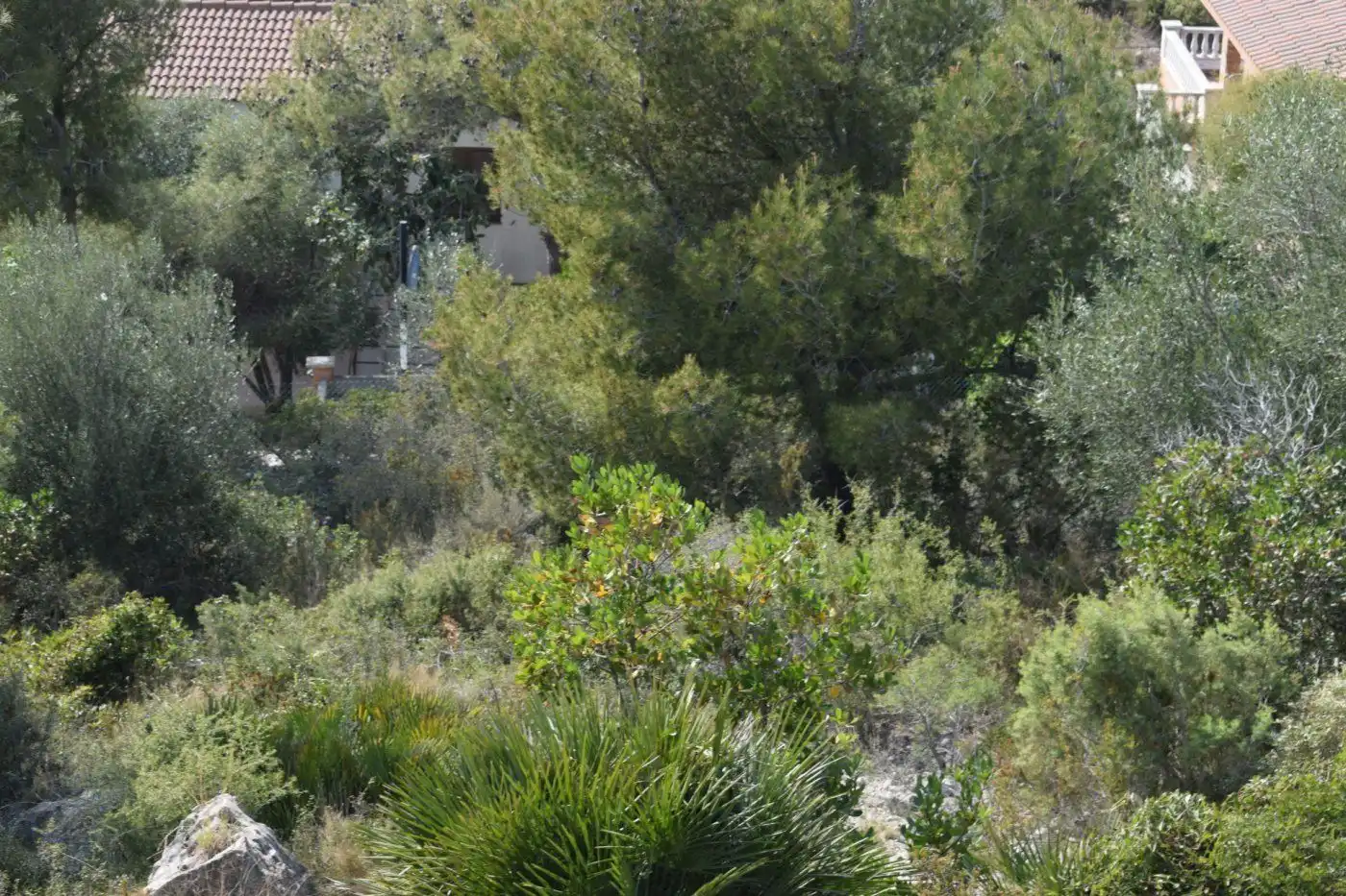 Terrain rustique à vendre à SANTA MARIA DE MONTSERRAT, imagen 11