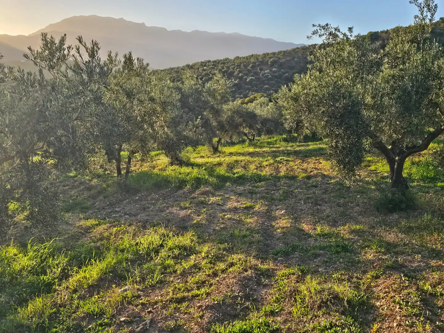 Terreni e lotti in vendita a Alozaina, imagen 7