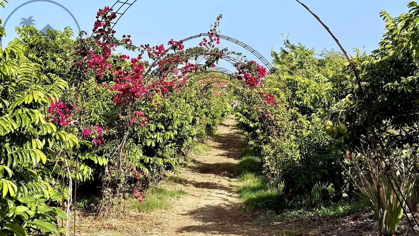 Jardí de Finca rústica en venda en Buenavista del Norte amb Jardí privat i Terrassa