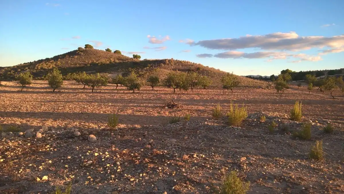 Finca rústica en venta en Alcantarilla