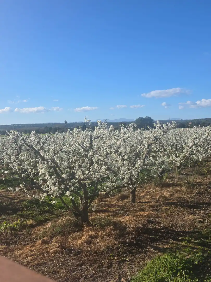 Terreno rustico in vendita a Manacor Centre, imagen 7