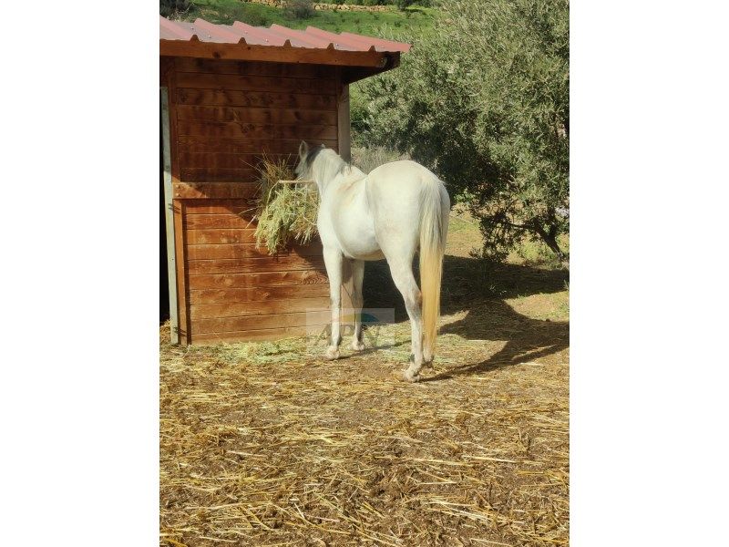Vista exterior de Finca rústica en venda en Villanueva de la Concepción