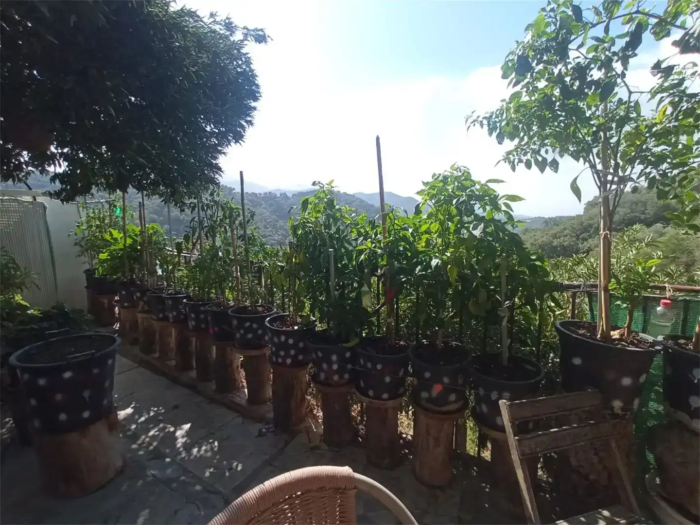 Jardí de Finca rústica en venda en Genalguacil, Málaga