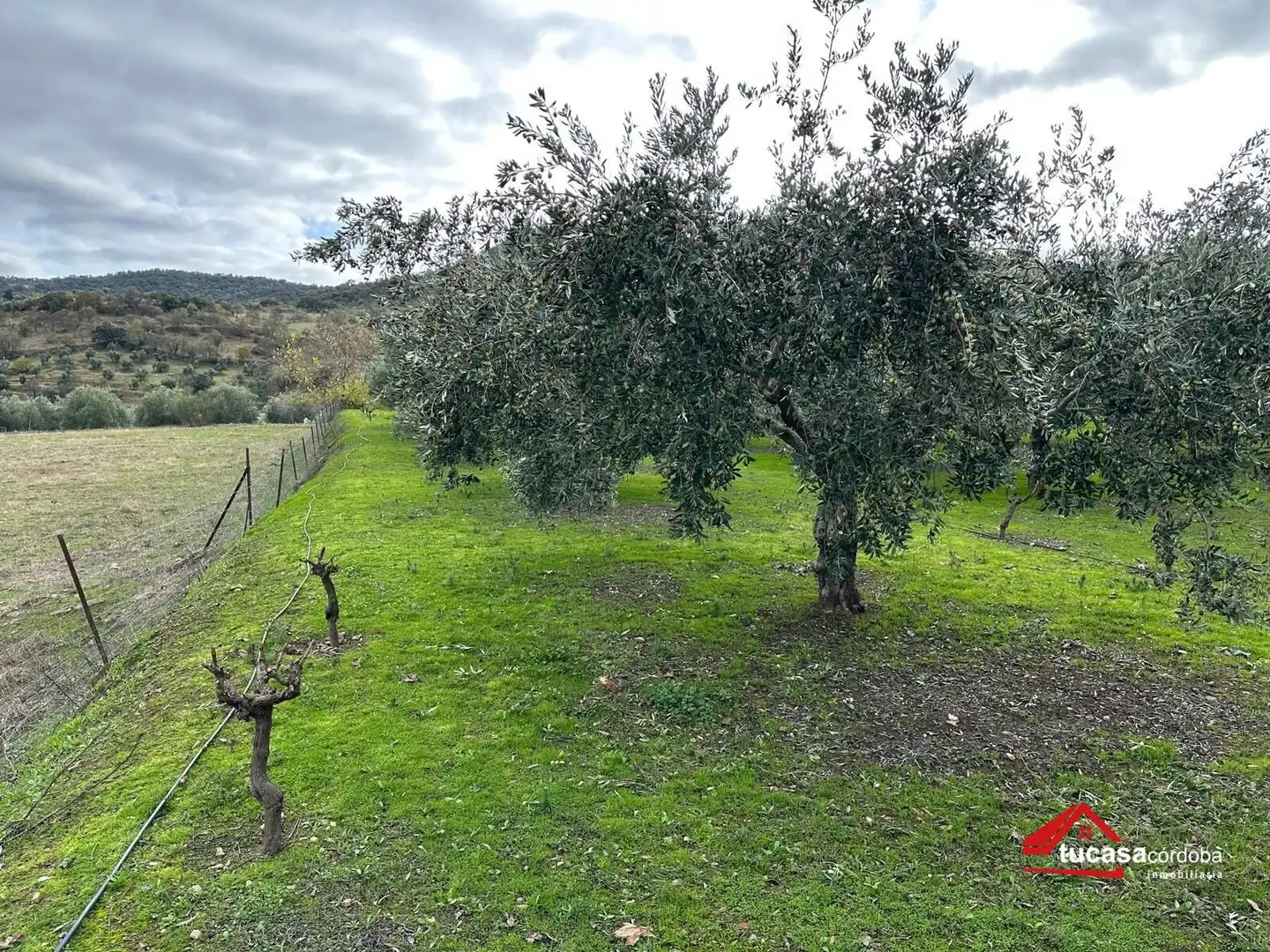 Terreno rustico in vendita a Villanueva del Rey, imagen 33