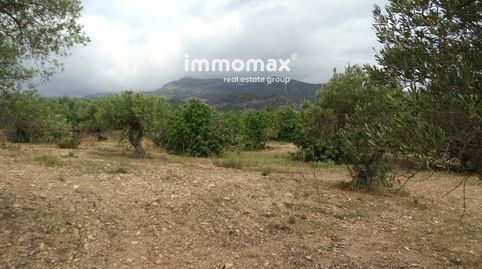 Finca rustica de olivos en venta en Xerta