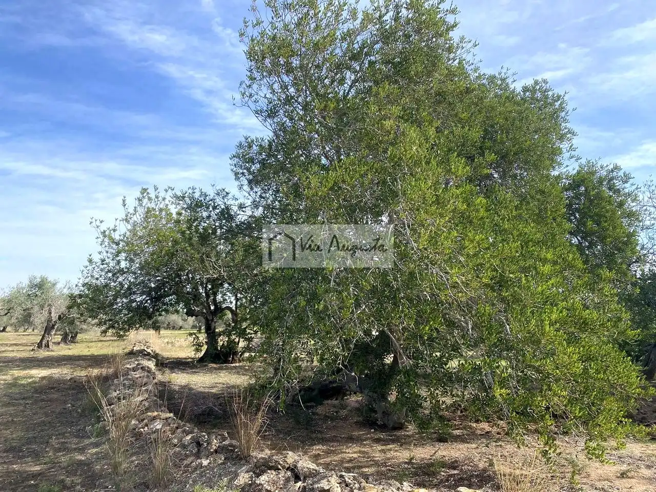 Terreno rustico in vendita a Planas, imagen 12