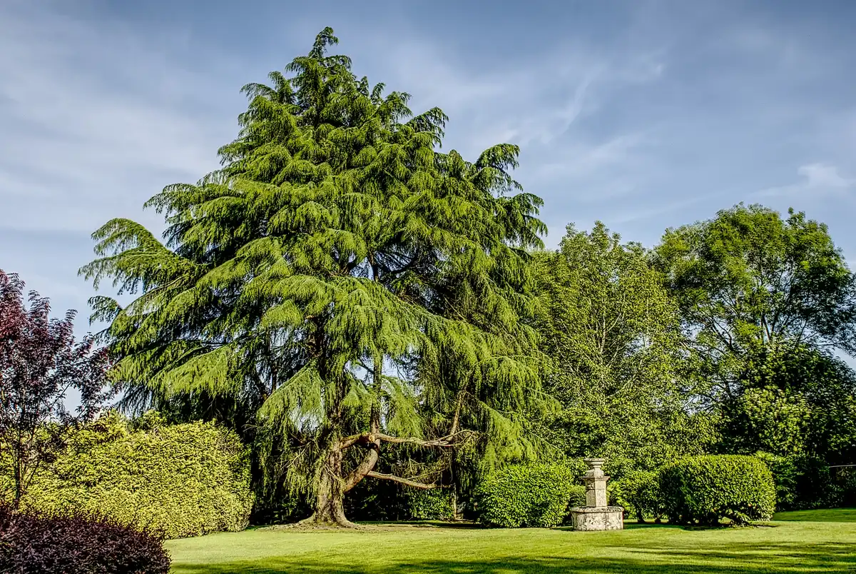 Jardí de Casa o xalet en venda en Sada (A Coruña) amb Calefacció, Jardí privat i Parquet