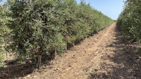 SE VENDE FINCA DE REGADIO, immagine 4