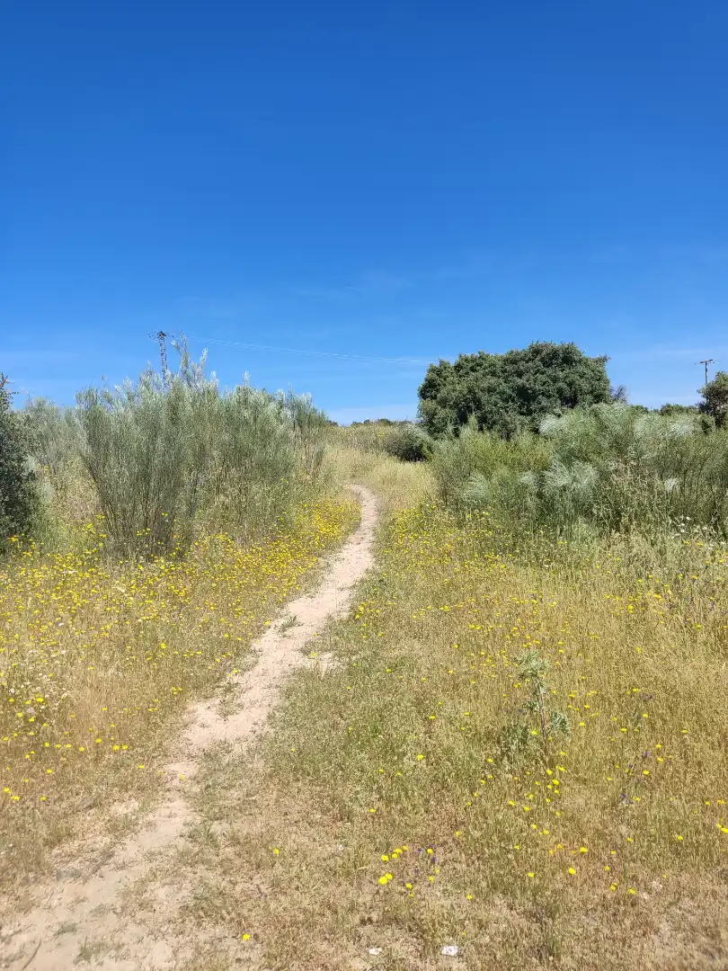 Land for sale in Navalcarnero